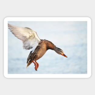 Mallard Duck Sticker